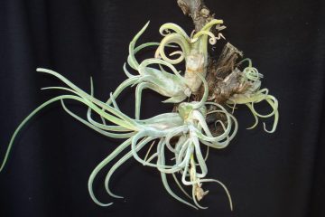 Tillandsia Polvo, uma bromélia estranhamente bela