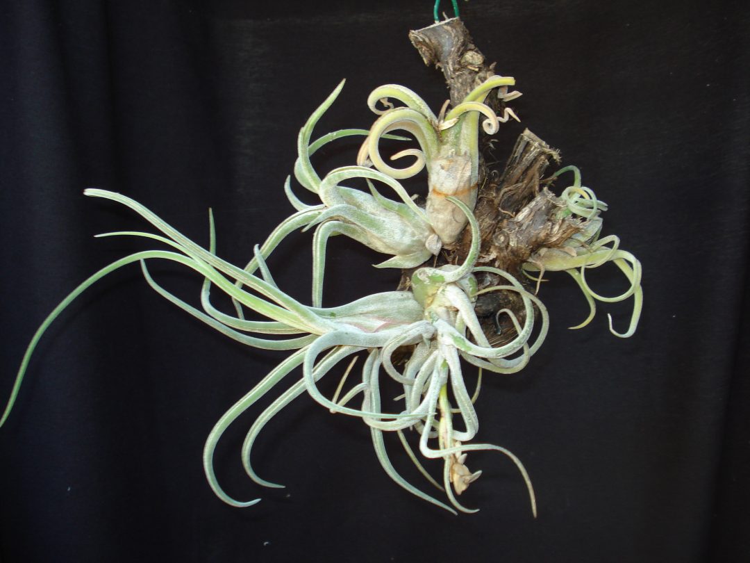 Tillandsia Polvo, uma bromélia estranhamente bela